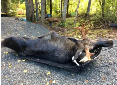 Traîneau De Chasse 8' 1